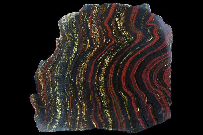 Polished Tiger Iron Stromatolite - ( Billion Years) #69775